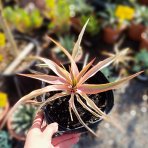 Juka nádherná (Yucca gloriosa) ´CITRUS TWIST´® - výška 10 cm ⌀15-25 cm, kont. C2L (-20°C)